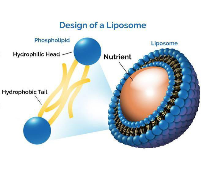 High Purity Food Ingredients