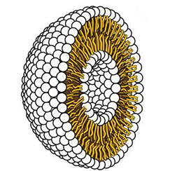 Cellular Senescence