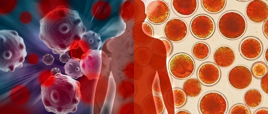  Astaxanthin: Nature's Most Powerful Antioxidant for Premium Supplements